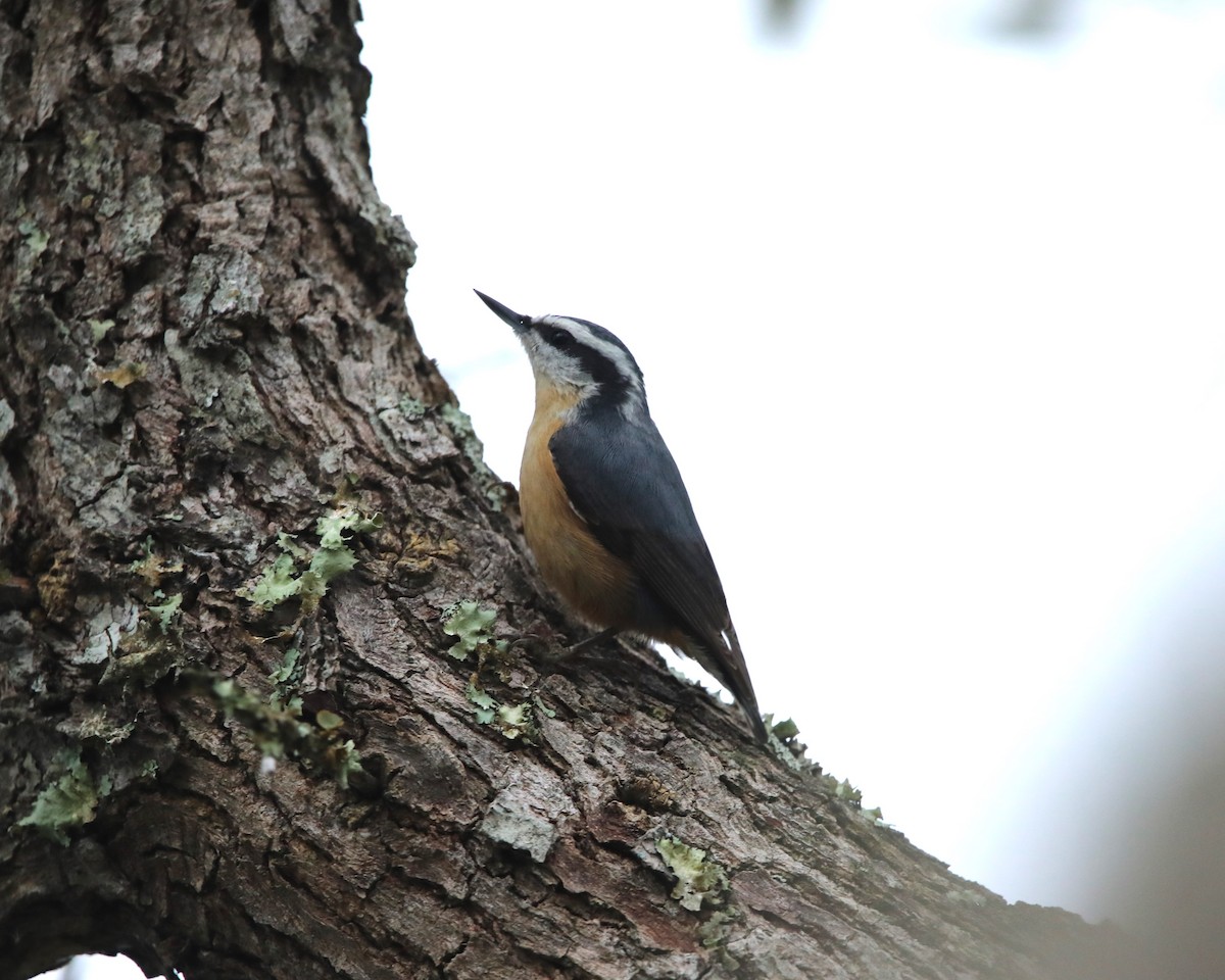 Red-breasted Nuthatch - ML629091720