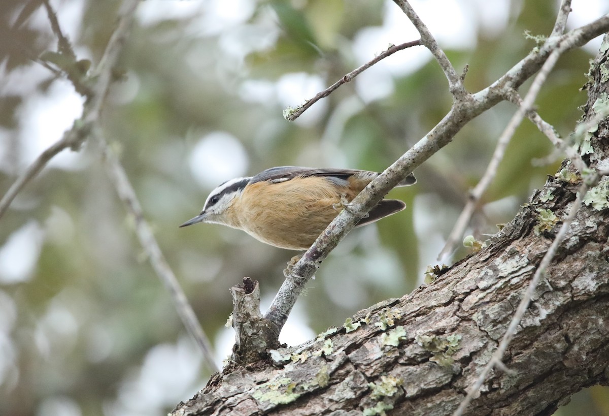 Red-breasted Nuthatch - ML629091721