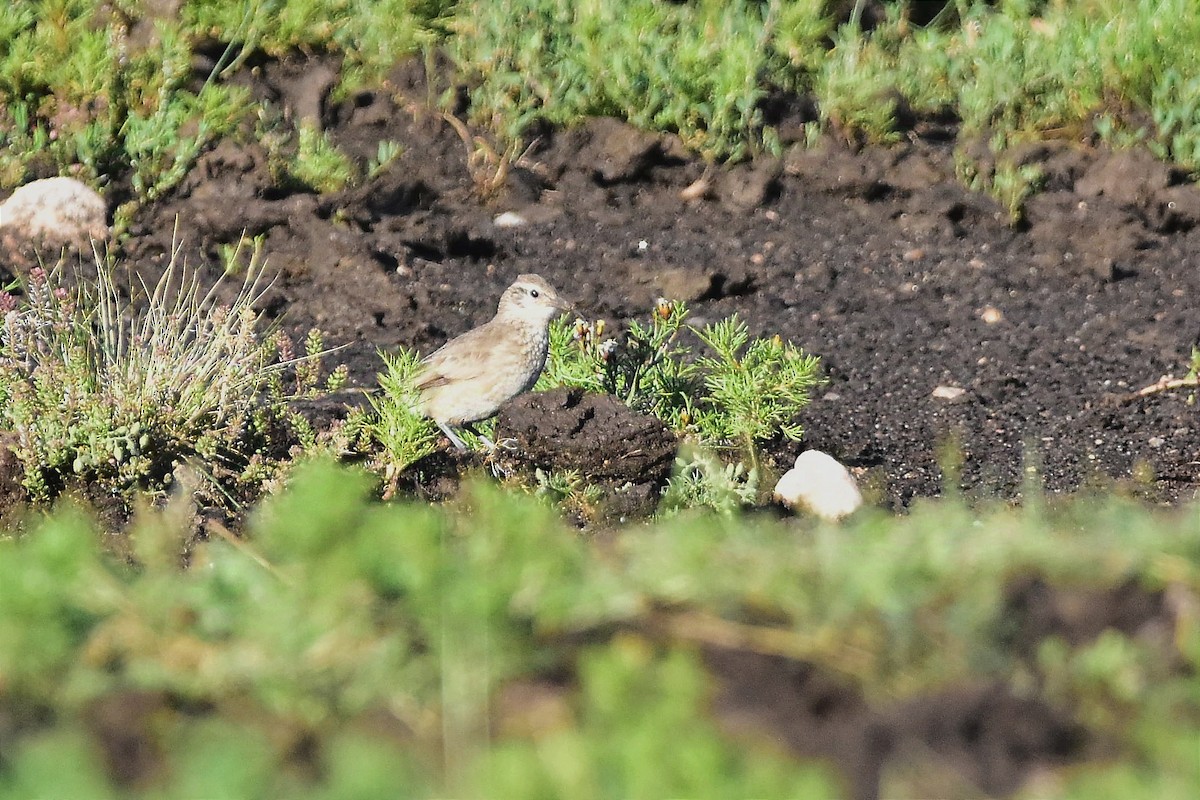 Scale-throated Earthcreeper - ML629091784