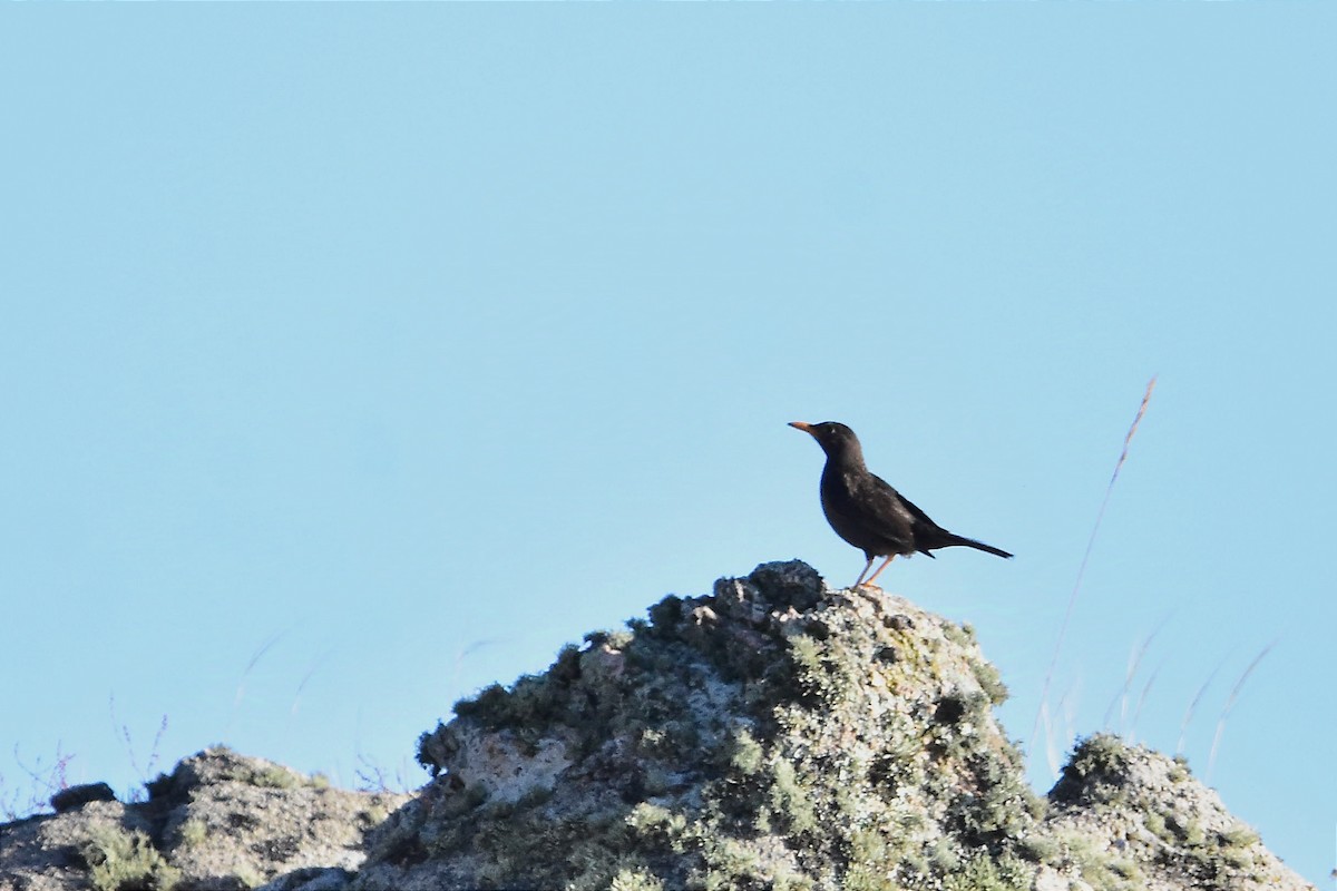 Chiguanco Thrush - ML629091885