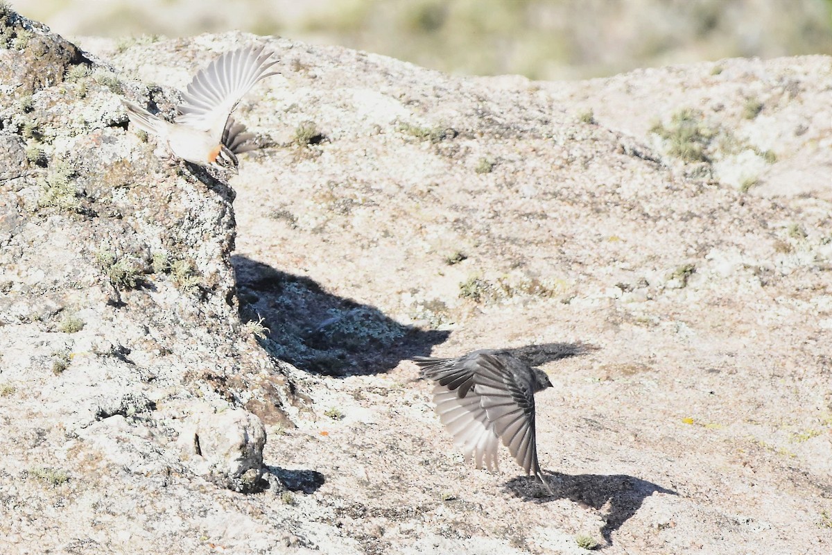 Plumbeous Sierra Finch - ML629091895