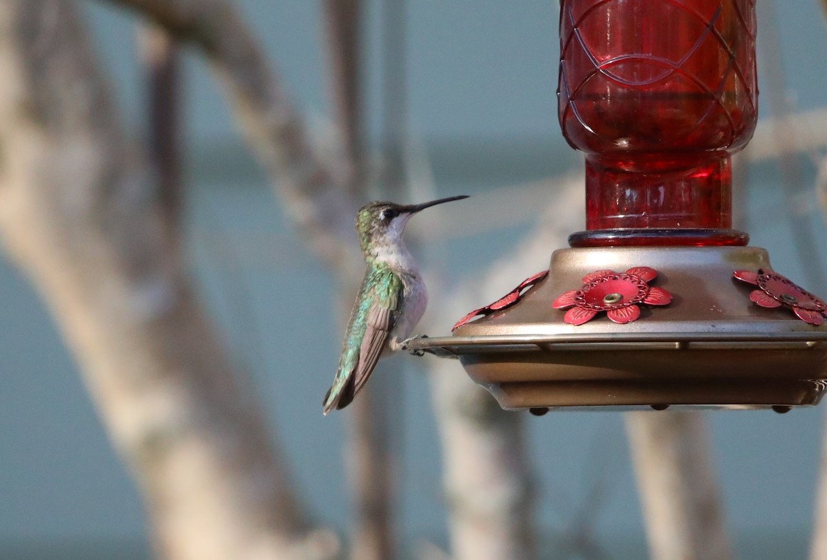 Ruby-throated Hummingbird - ML629091916