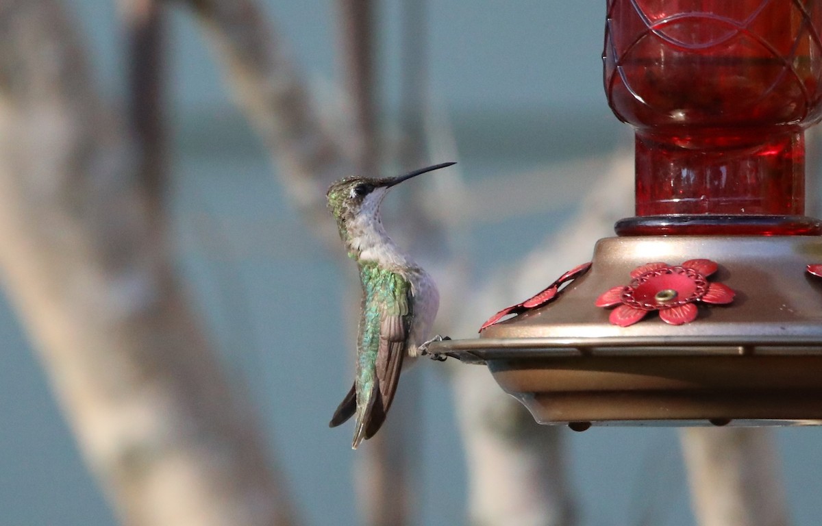 Ruby-throated Hummingbird - ML629091917