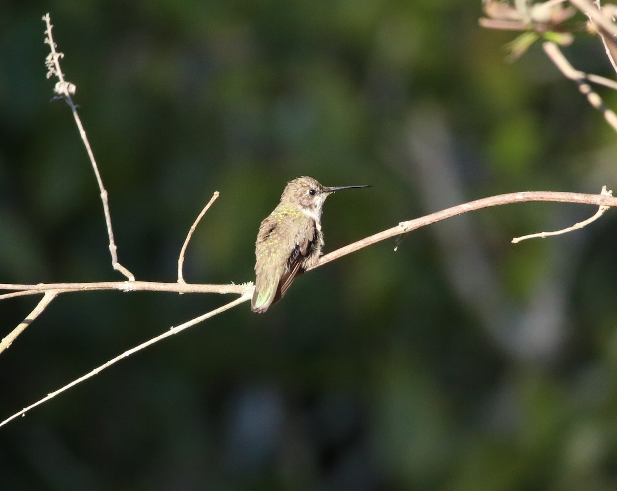 Black-chinned Hummingbird - ML629091920