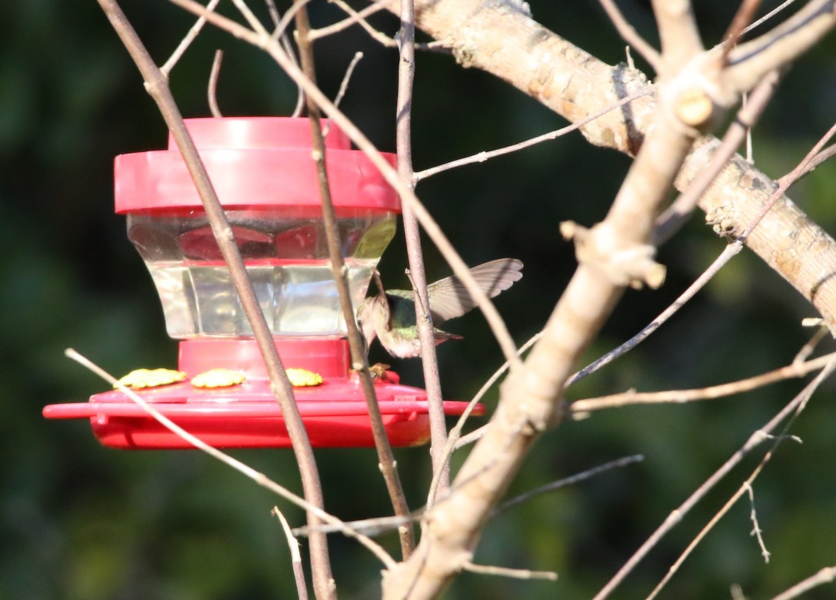 Black-chinned Hummingbird - ML629091921