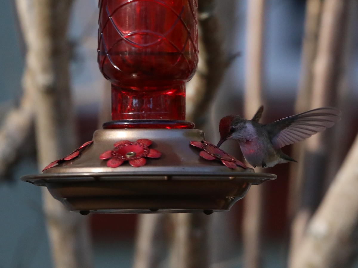 Black-chinned Hummingbird - ML629091922