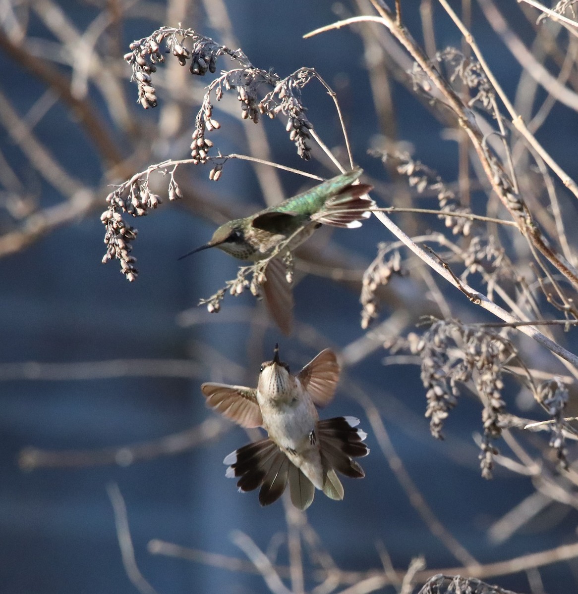 Black-chinned Hummingbird - ML629091923