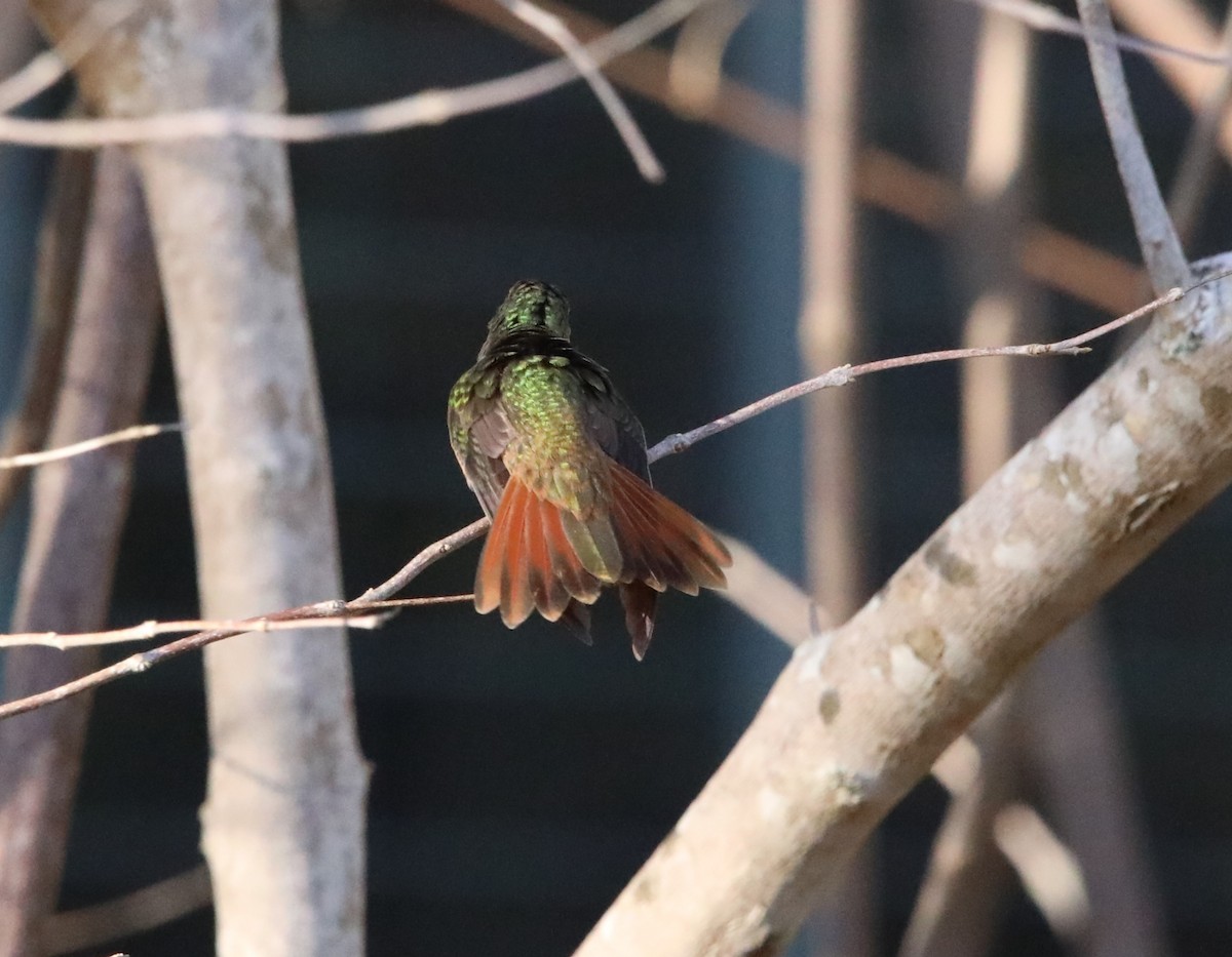 Buff-bellied Hummingbird - ML629091924