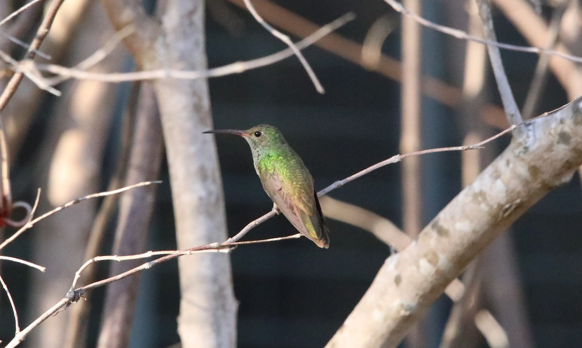 Buff-bellied Hummingbird - ML629091925