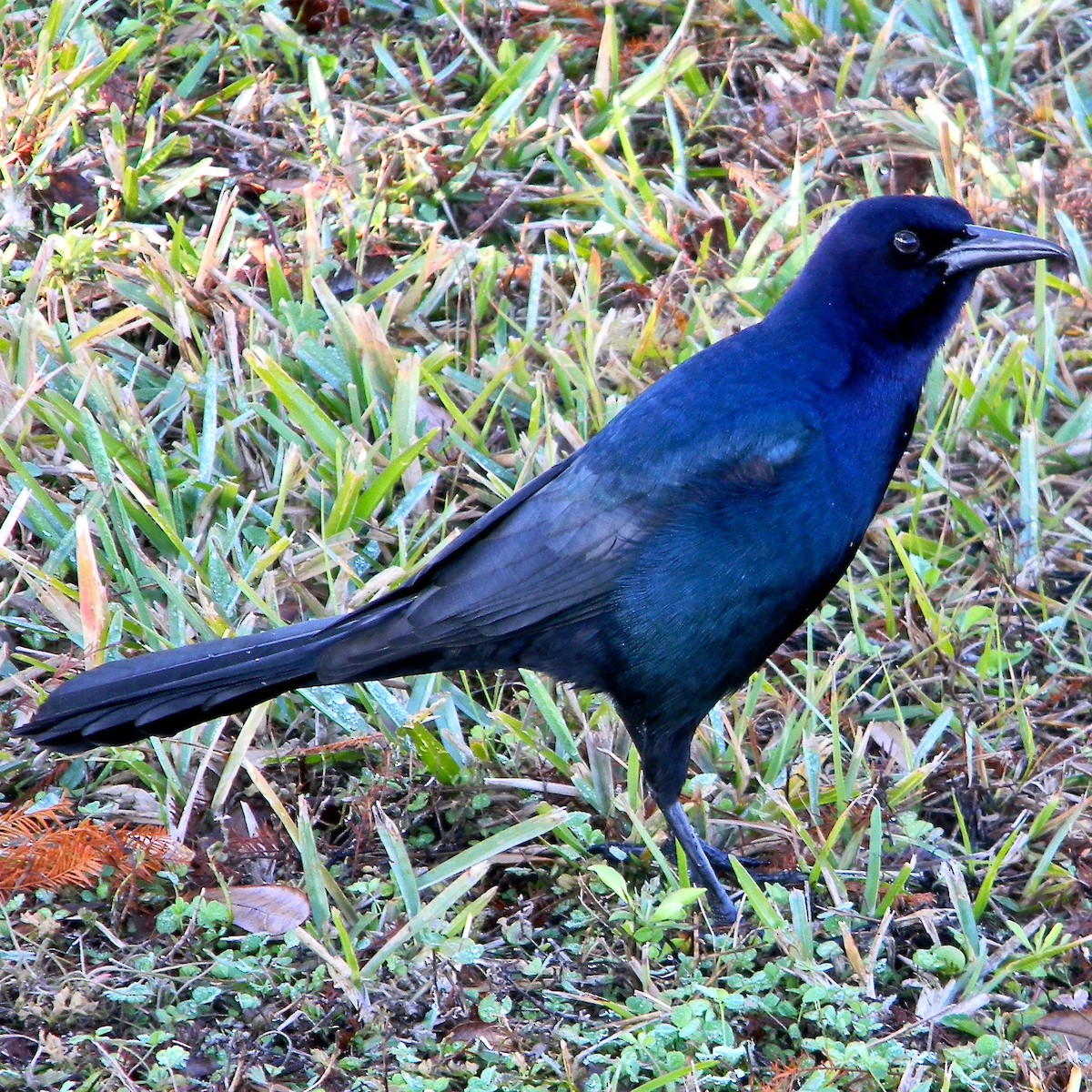 Boat-tailed Grackle - ML629091964