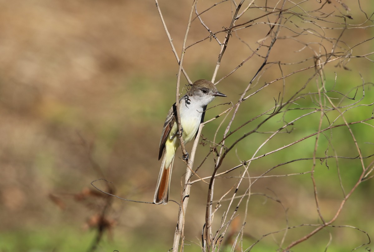 Ash-throated Flycatcher - ML629091980