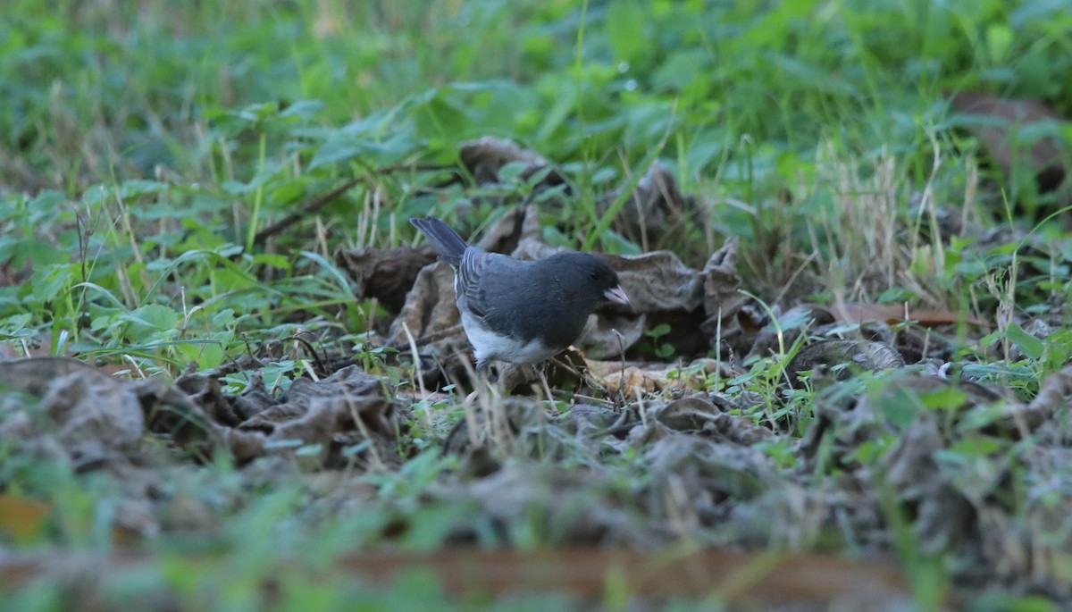 Dark-eyed Junco (Slate-colored) - ML629091982