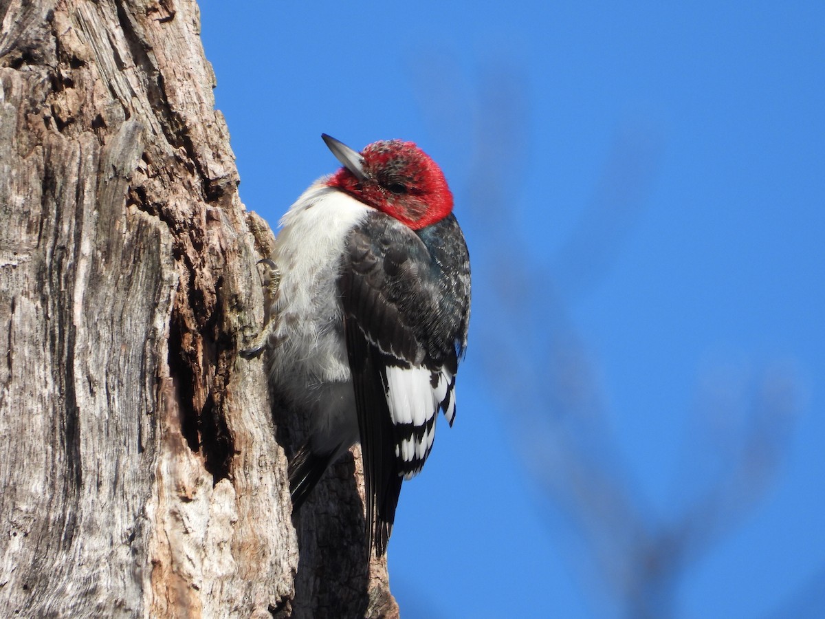 Red-headed Woodpecker - ML629091999