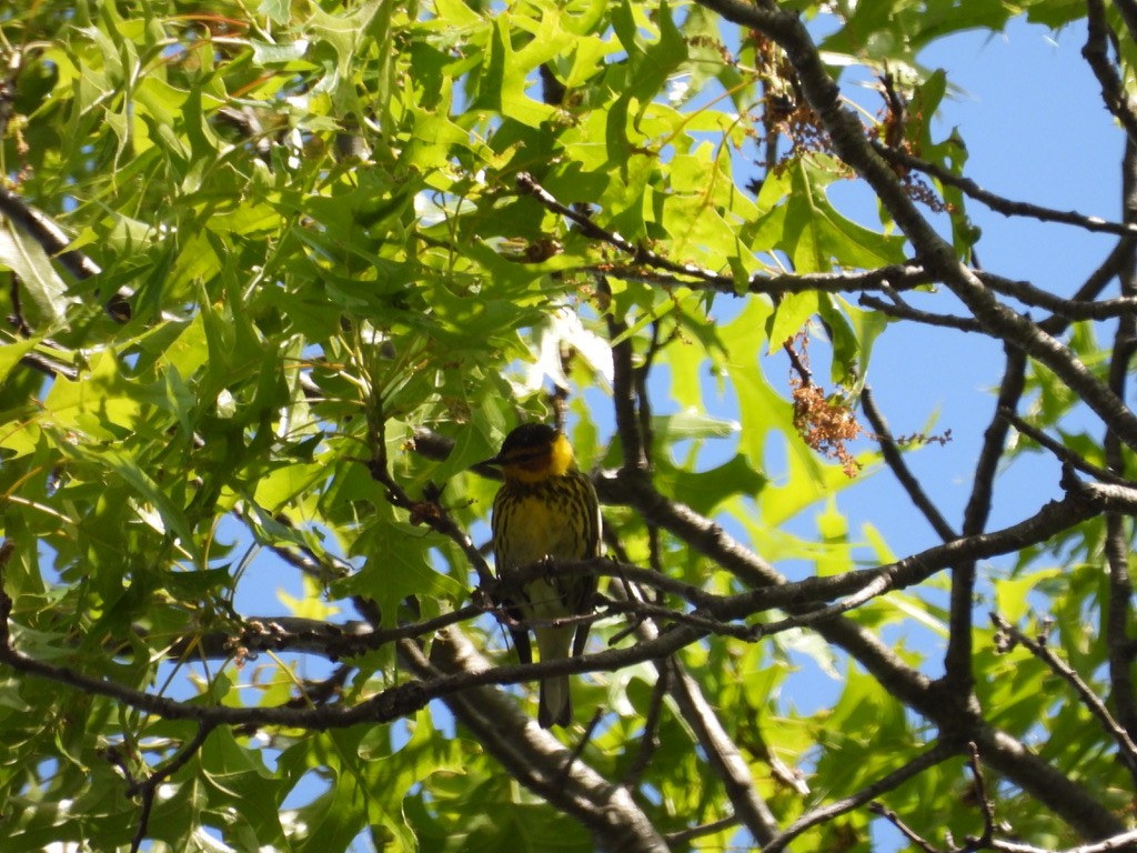 Cape May Warbler - ML629092046