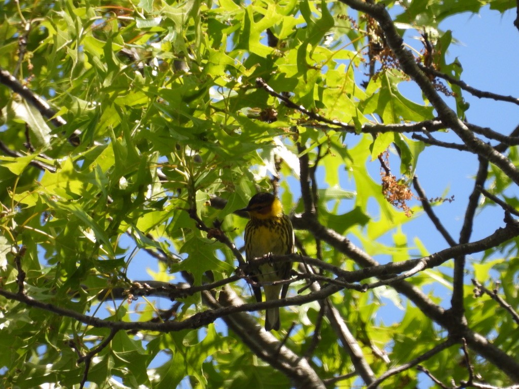 Cape May Warbler - ML629092050