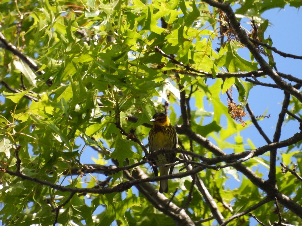 Cape May Warbler - ML629092052