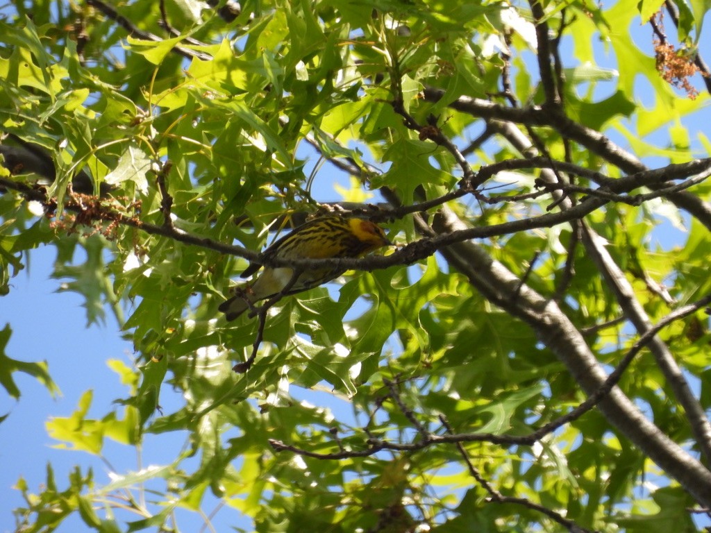 Cape May Warbler - ML629092056