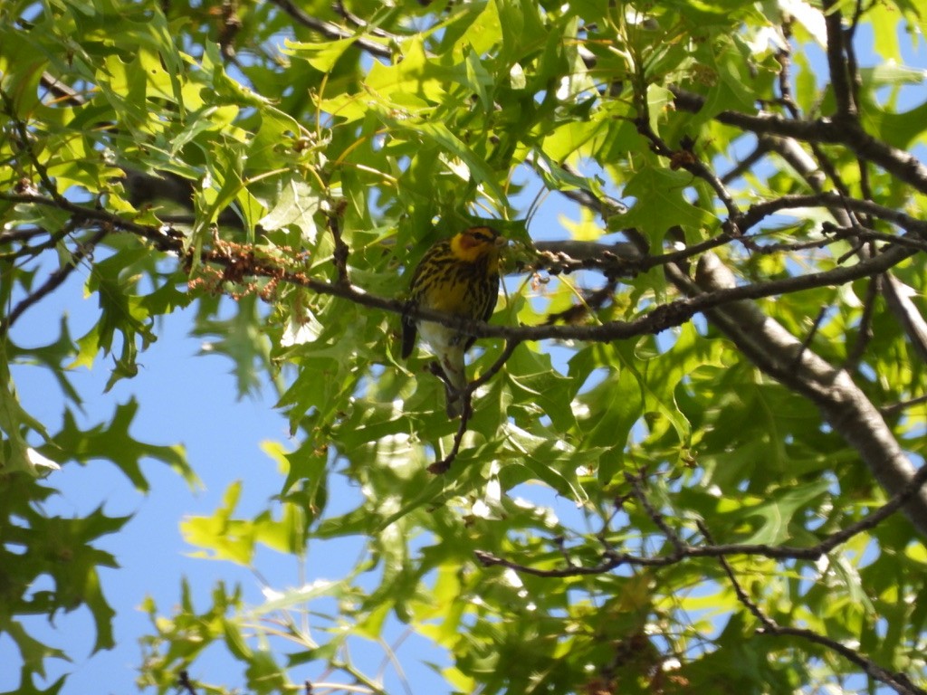 Cape May Warbler - ML629092062