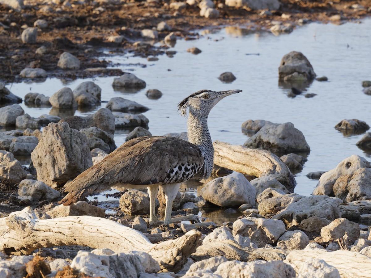 Kori Bustard - ML629092076