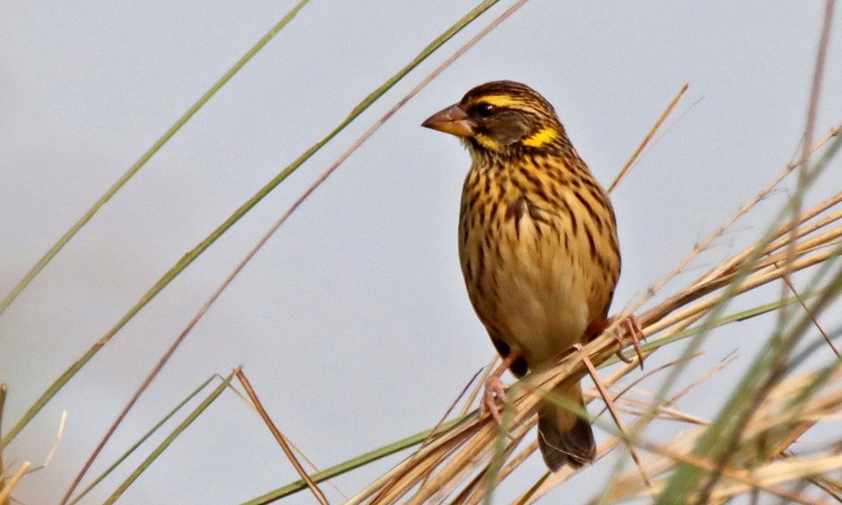 Streaked Weaver - ML629092082