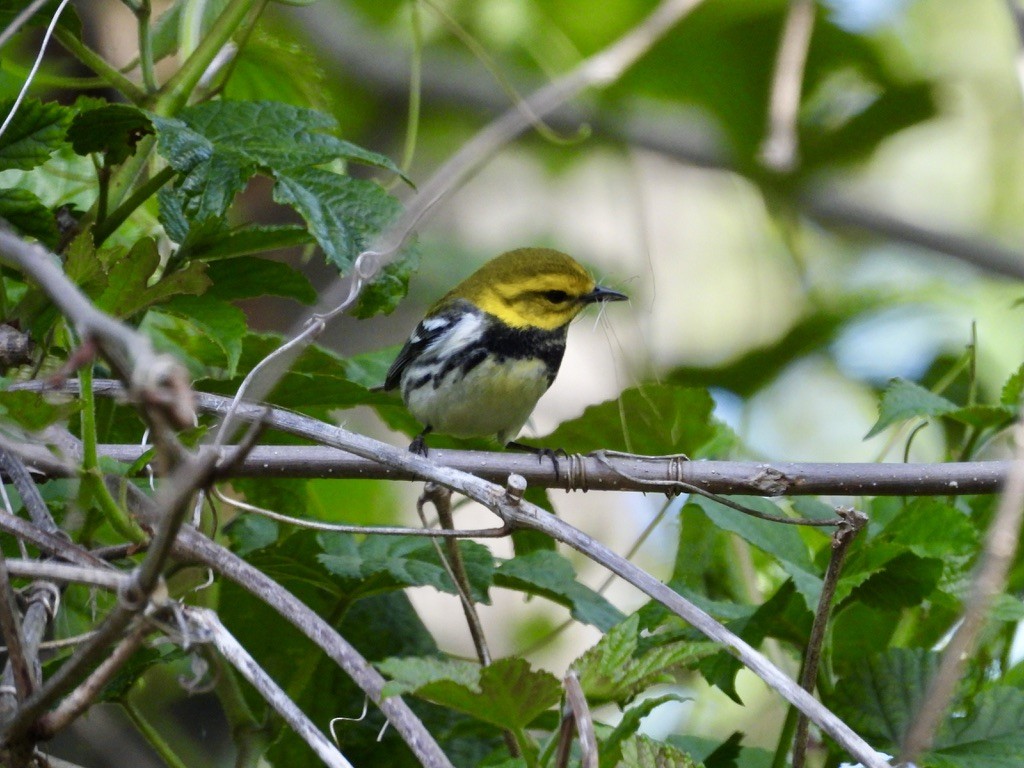 Black-throated Green Warbler - ML629092096