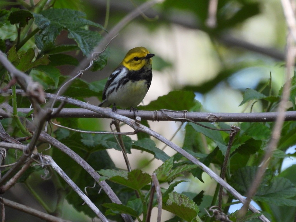 Black-throated Green Warbler - ML629092097