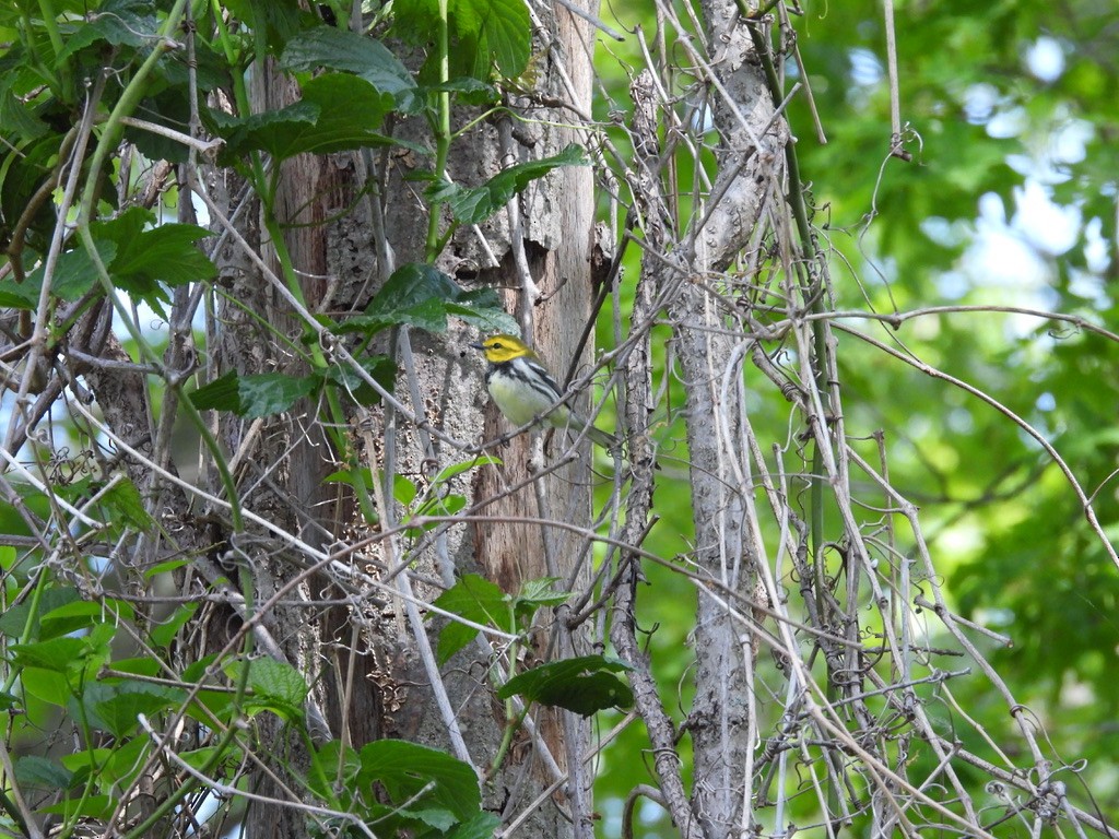 Black-throated Green Warbler - ML629092103