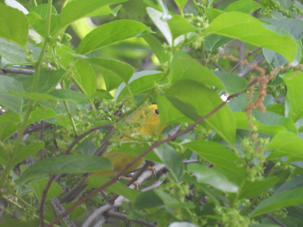 Wilson's Warbler - ML629092114