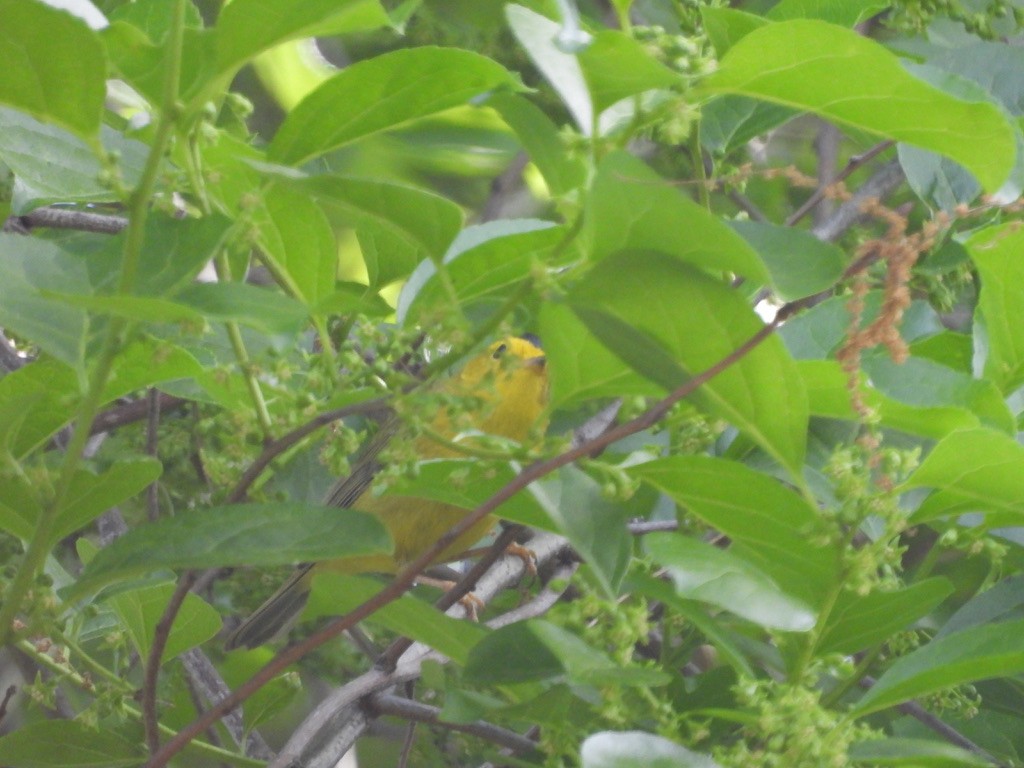 Wilson's Warbler - ML629092115