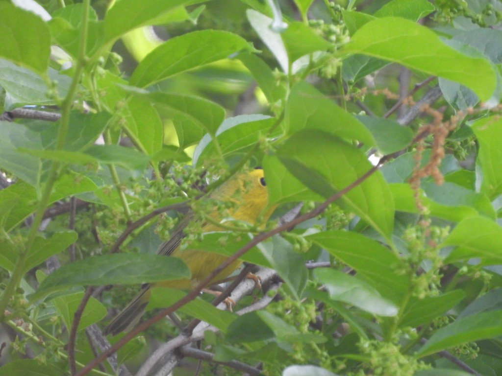 Wilson's Warbler - ML629092117