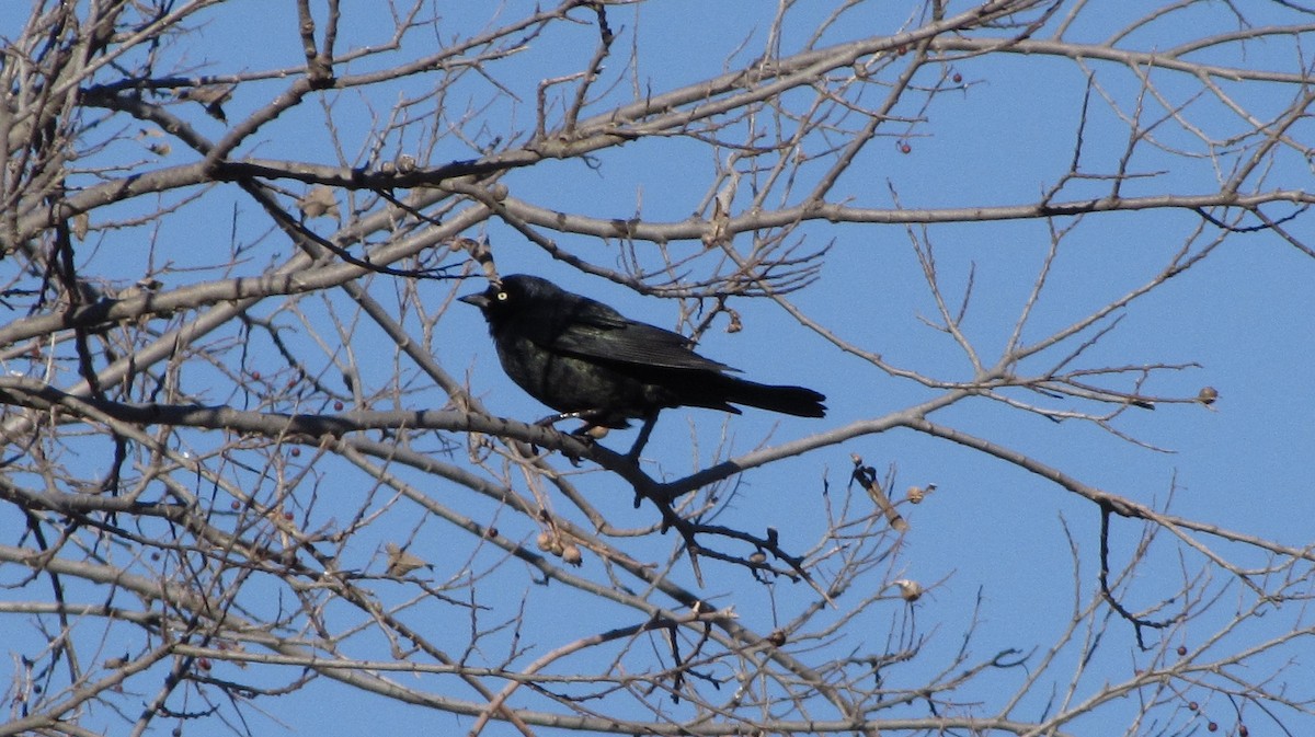 Brewer's Blackbird - ML629092149