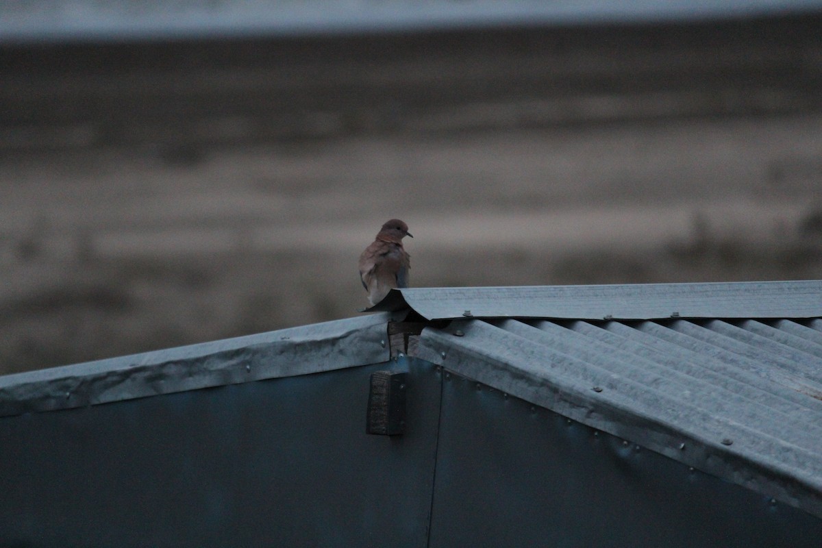 Laughing Dove - ML629092236