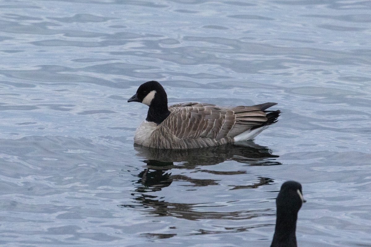 Cackling Goose - ML629092251