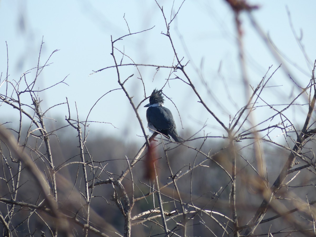 Belted Kingfisher - ML629092305