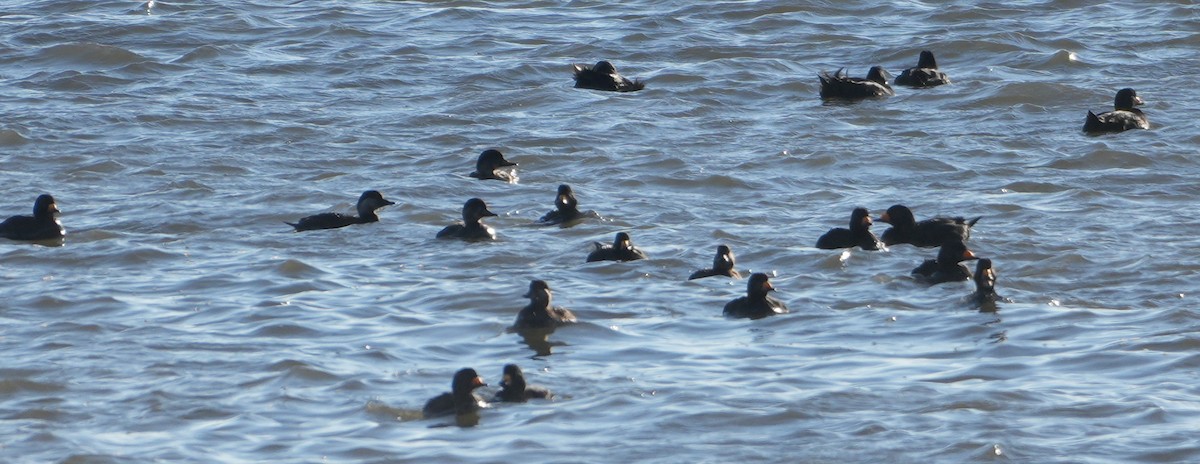 Black Scoter - ML629092372