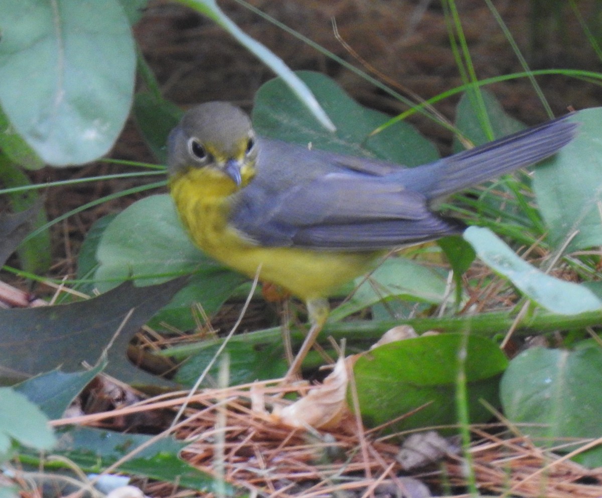 Canada Warbler - ML629092453