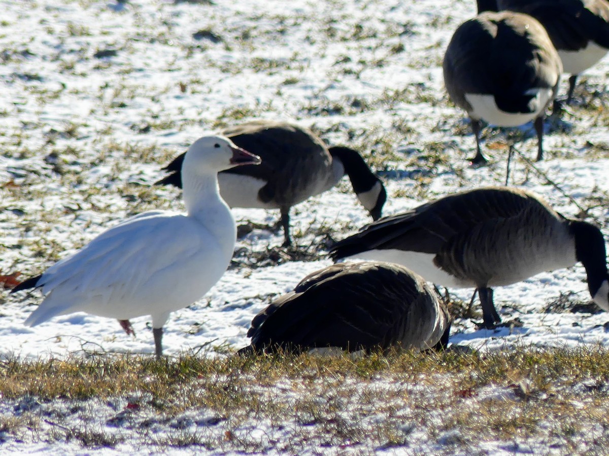 Snow Goose - ML629092459