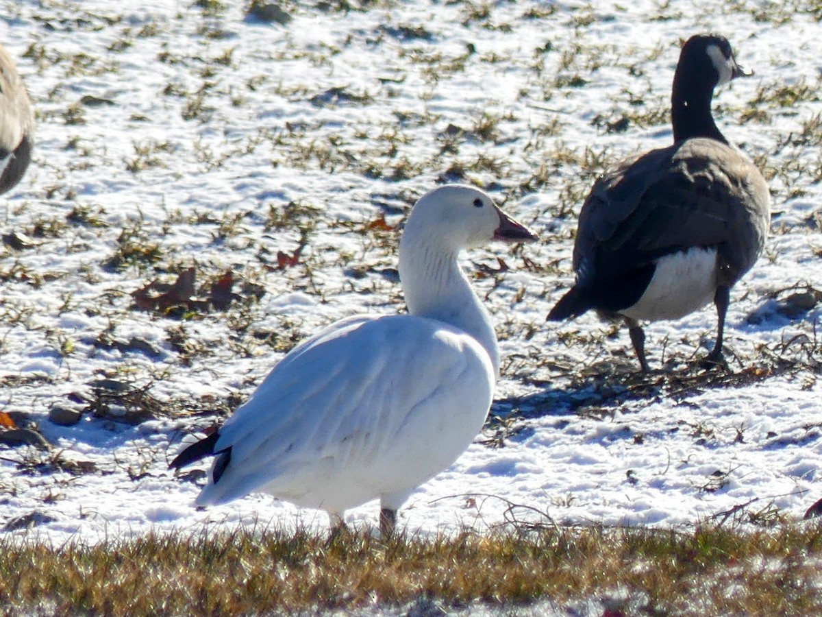 Snow Goose - ML629092460