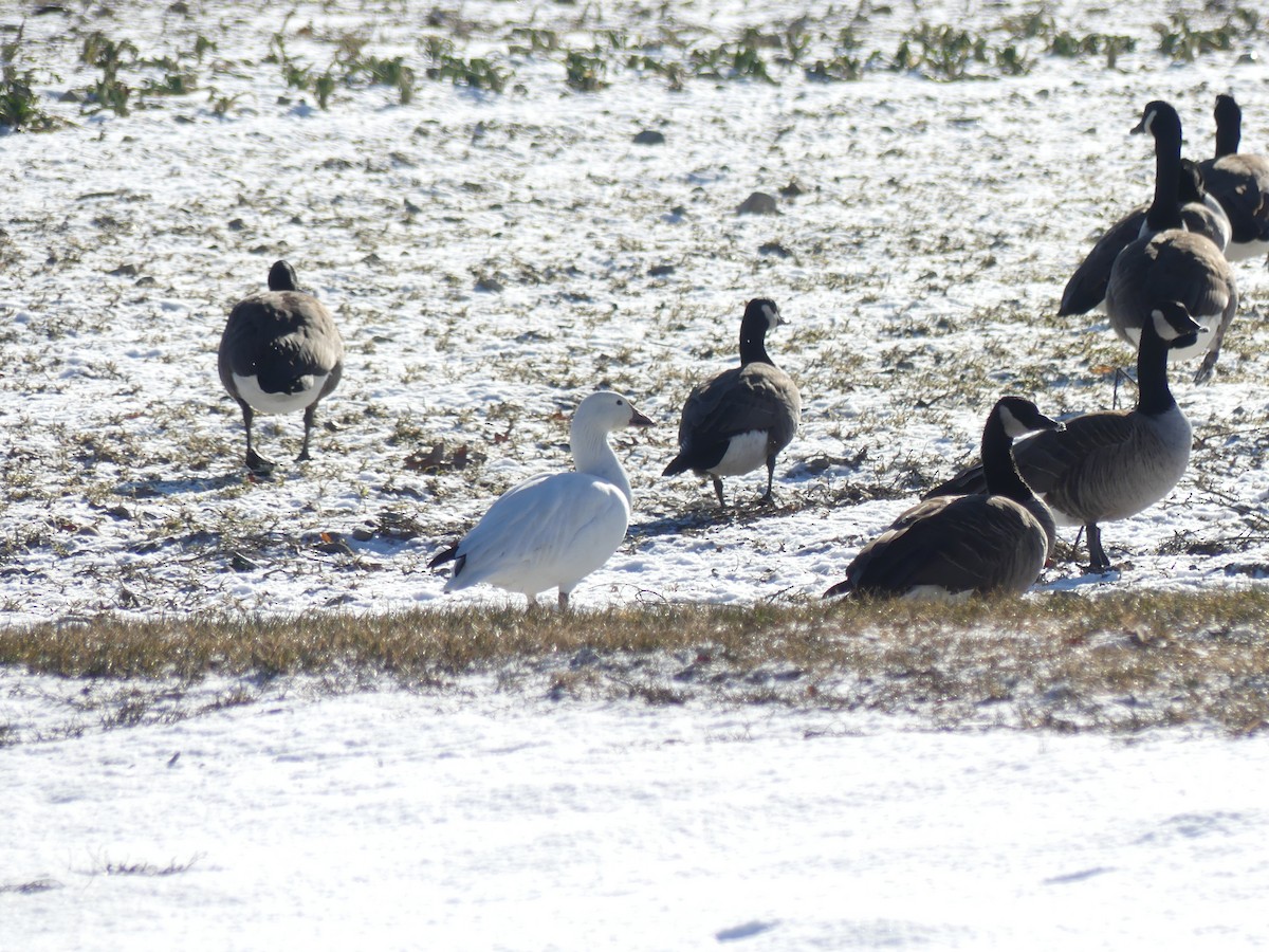 Snow Goose - ML629092463