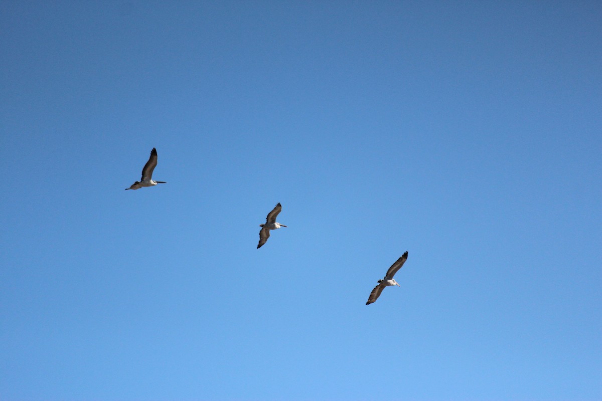 Dalmatian Pelican - ML629092480