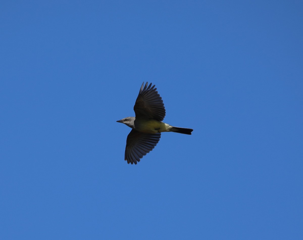 Western Kingbird - ML629092488