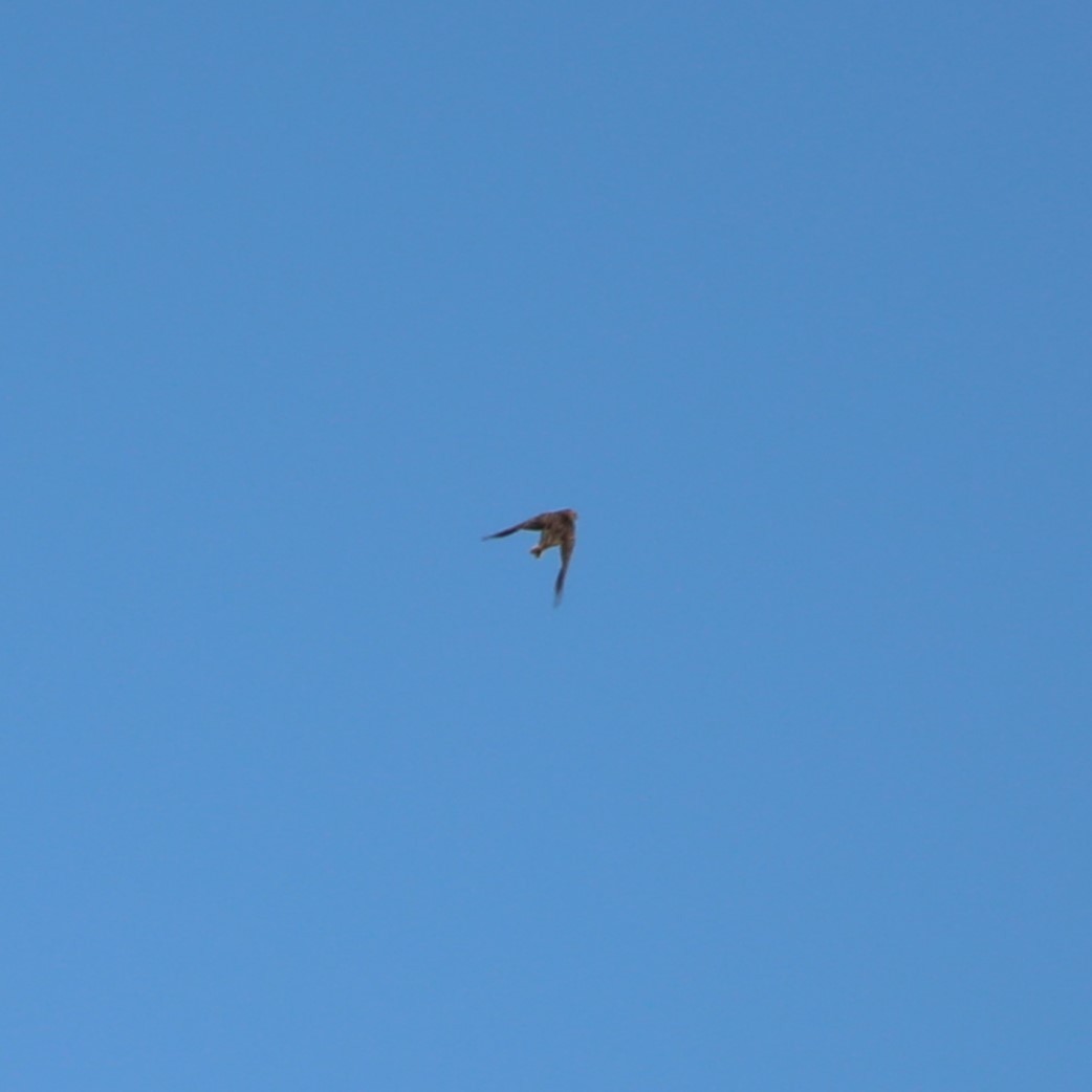 Lapland Longspur - ML629092498