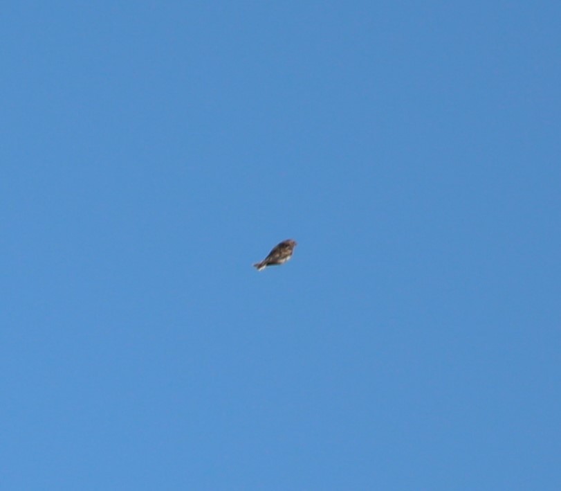 Lapland Longspur - ML629092499