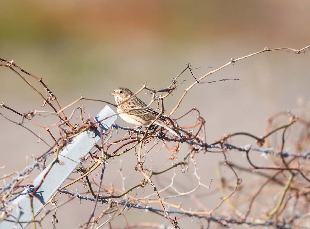 Vesper Sparrow - ML629092503