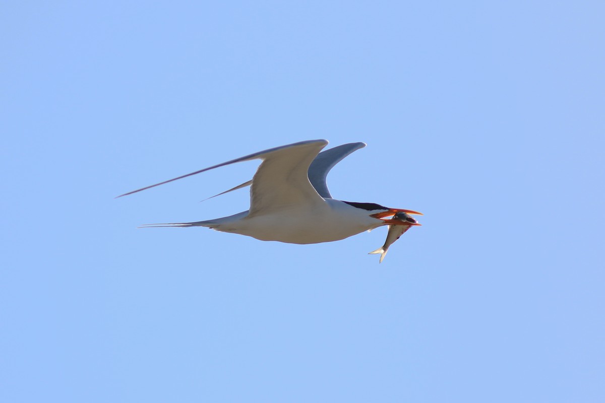 Royal Tern - ML629092562