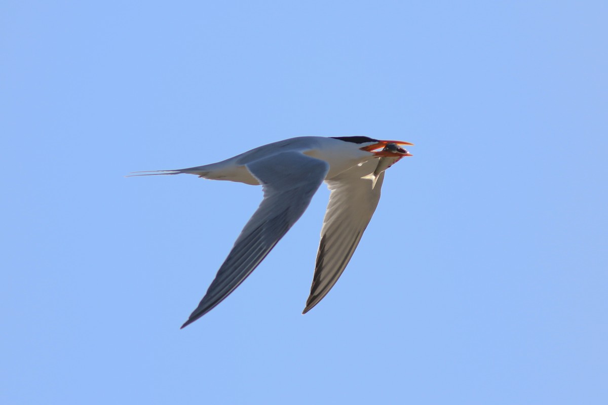 Royal Tern - ML629092565