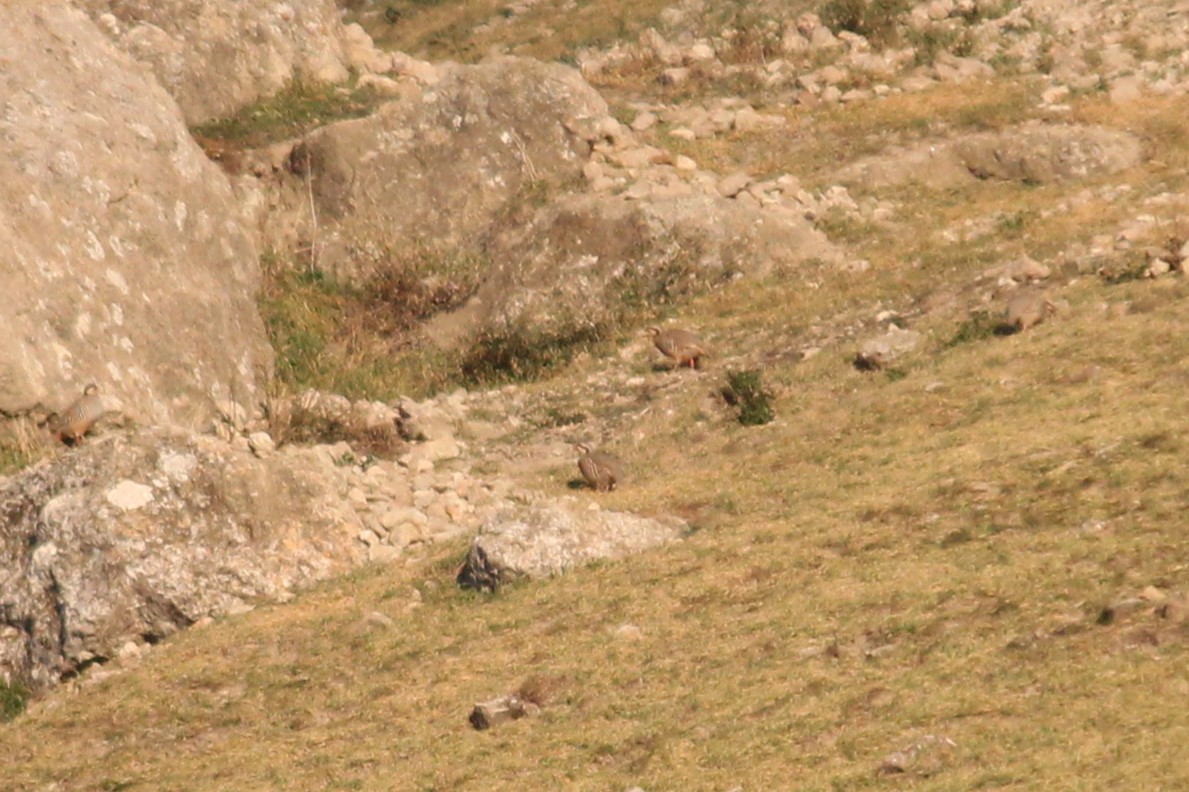 Chukar - ML629092591