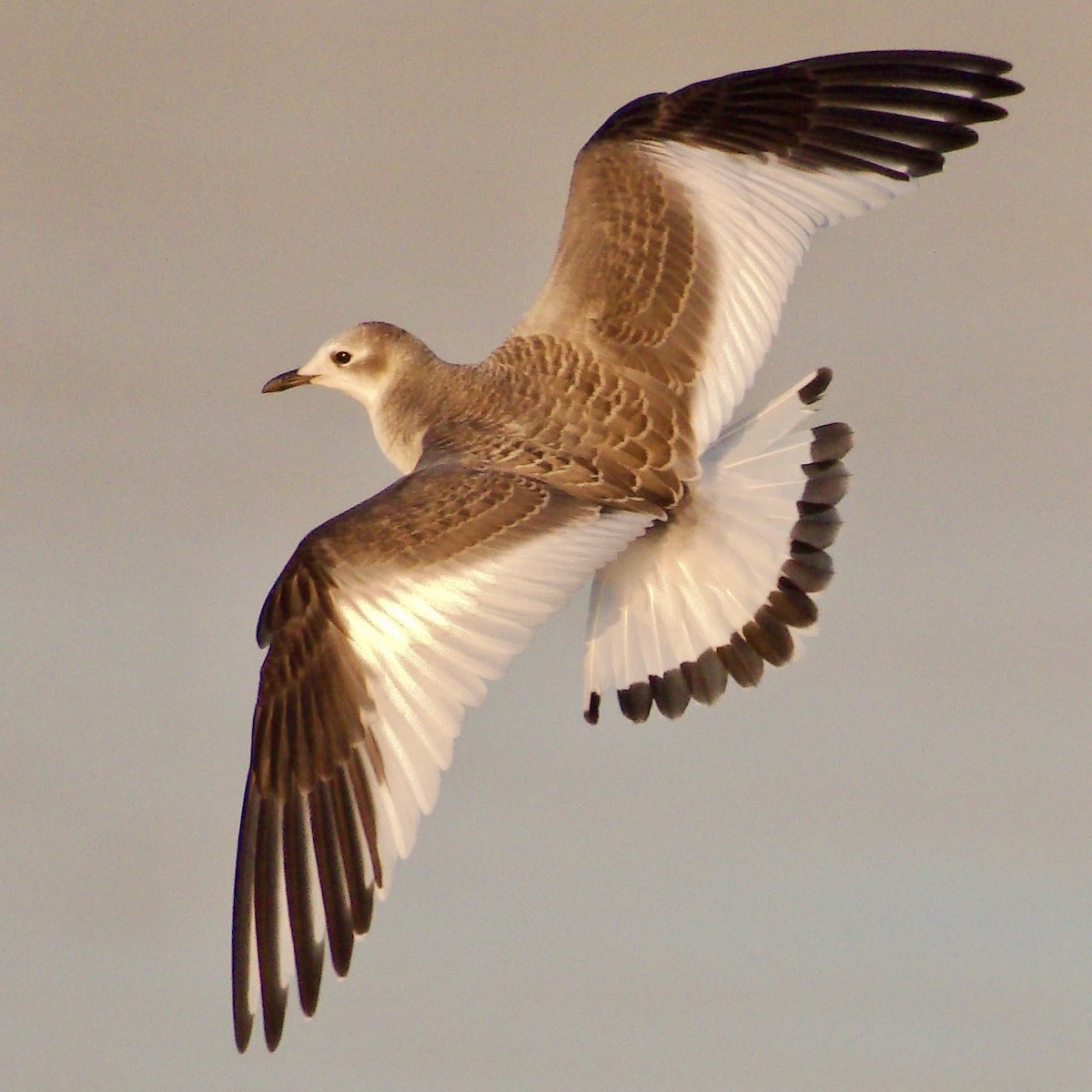 Sabine's Gull - ML629092730
