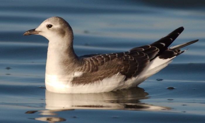 Sabine's Gull - ML629092731