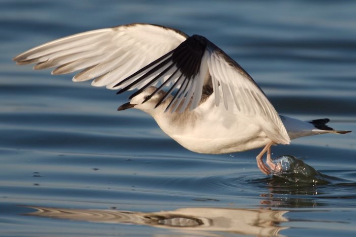 Sabine's Gull - ML629092747